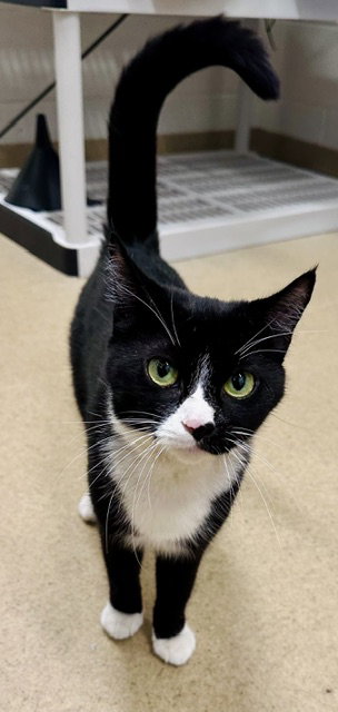 *PAISLEY, Adult Domestic Short Hair (medium coat), cat for adoption in Bowie, Maryland