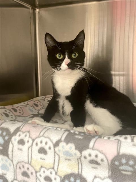 *PAISLEY, Adult Domestic Short Hair (medium coat), cat for adoption in Annapolis, Maryland