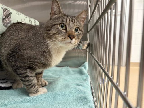 *KORNELEOUS, Adult Domestic Short Hair (medium coat), cat for adoption in Bowie, Maryland