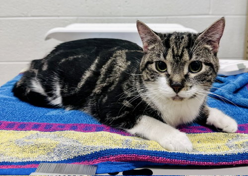 *SABRINA, an adoptable Domestic Short Hair in Derwood, MD