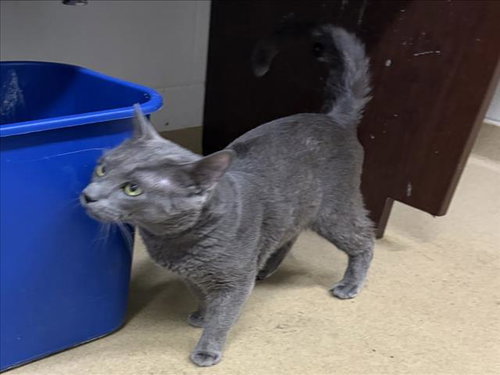 *MR. PRINGLES, Adult Domestic Short Hair (medium coat), cat for adoption in Bowie, Maryland