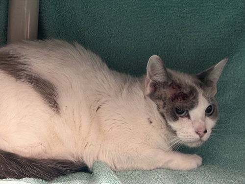 PERLA, Adult Domestic Short Hair (medium coat), cat for adoption in Bowie, Maryland