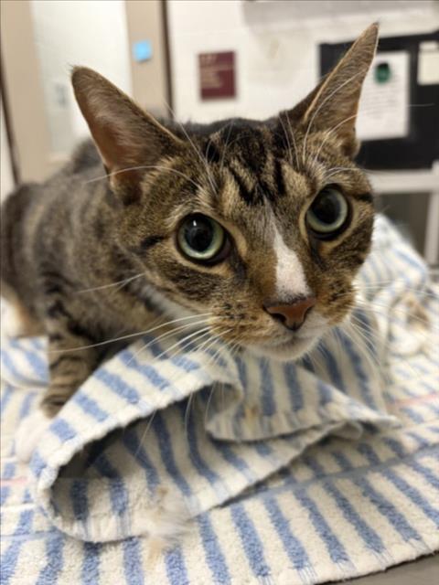 *SQUISHY, Adult Domestic Short Hair (medium coat), cat for adoption in Bowie, Maryland