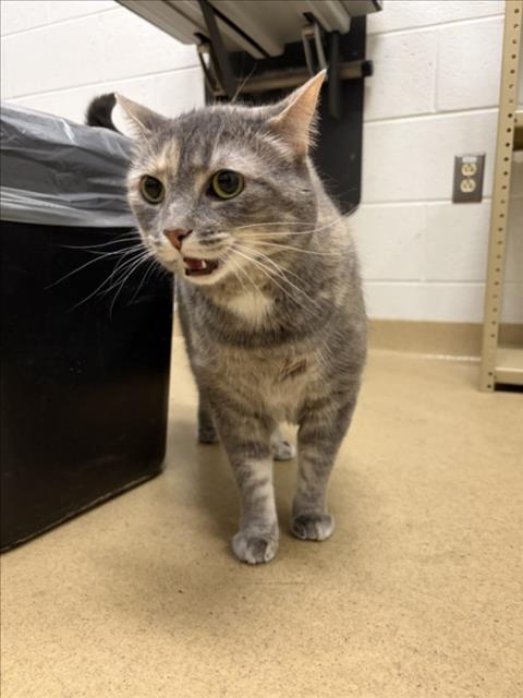 *JANE, Adult Domestic Short Hair (medium coat), cat for adoption in Bowie, Maryland