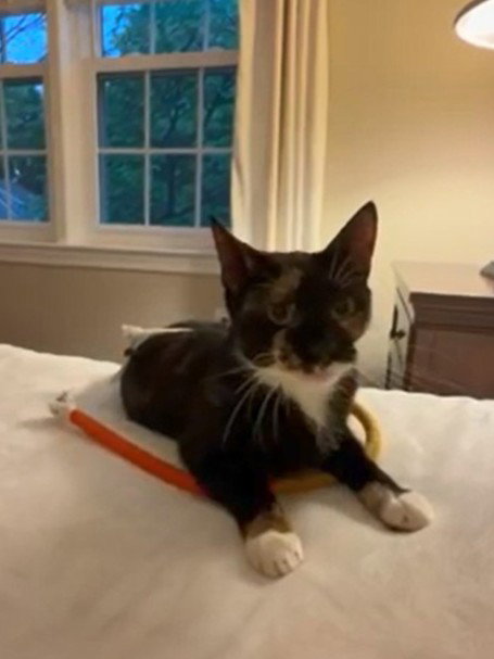 ASHLEY, Adult Domestic Short Hair (medium coat), cat for adoption in Bowie, Maryland