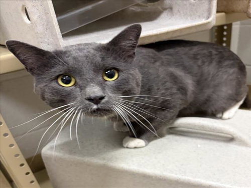 *ULTIMATE WARRIOR, an adoptable Domestic Short Hair in Derwood, MD