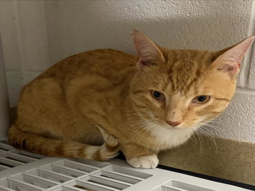 *LOUIE, Adult Domestic Short Hair (medium coat), cat for adoption in Bowie, Maryland