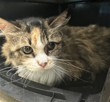 *FUZZY, Senior Domestic Long Hair (medium coat), cat for adoption in Bowie, Maryland