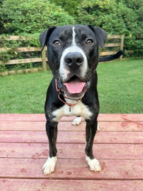 ONYX, dog