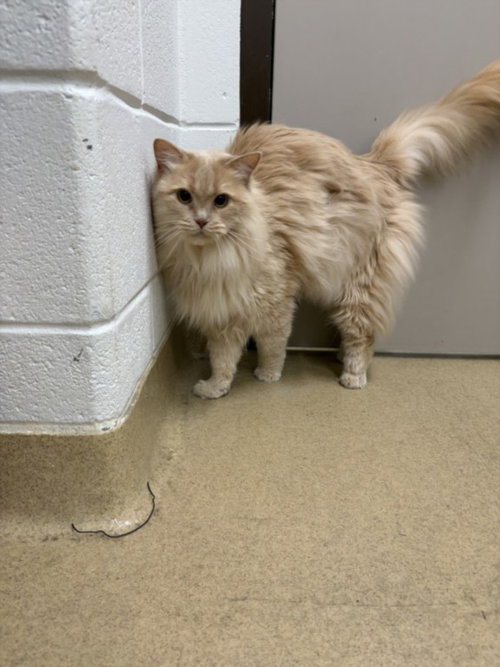 CHAI, Adult Domestic Long Hair (medium coat), cat for adoption in Bowie, Maryland