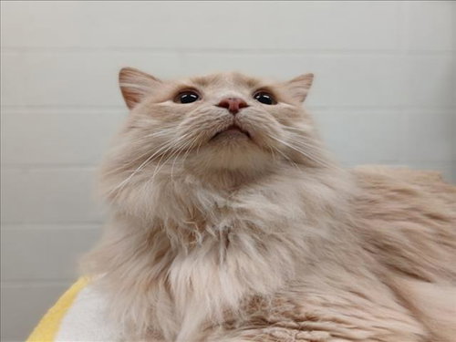 CHESTNUT, Adult Domestic Long Hair (medium coat), cat for adoption in Bowie, Maryland