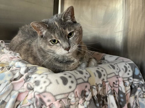 HICCUP, Senior Domestic Short Hair (medium coat), cat for adoption in Bowie, Maryland