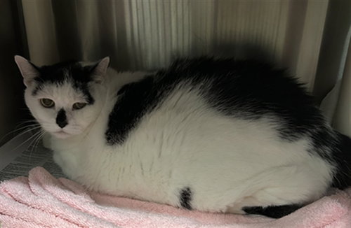 COOKIE, Senior Domestic Short Hair (medium coat), cat for adoption in Bowie, Maryland