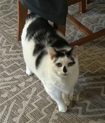Cookie - Domestic Short Hair