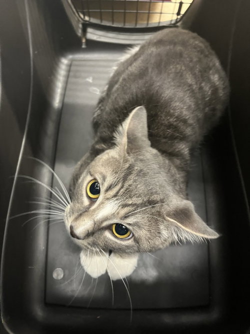 *SCRAPPER, Young Domestic Short Hair (medium coat), cat for adoption in Bowie, Maryland