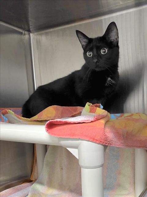 *BROOKIE, Young Domestic Short Hair (medium coat), cat for adoption in Bowie, Maryland