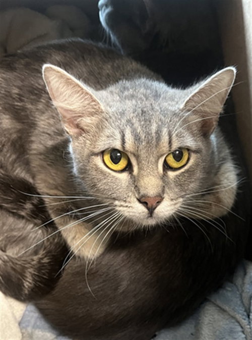 *MISO, Young Domestic Short Hair (medium coat), cat for adoption in Bowie, Maryland