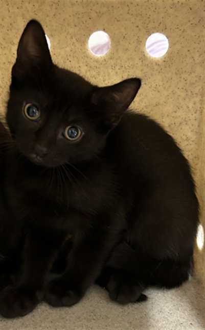 *WILLOW, Baby Domestic Short Hair (medium coat), cat for adoption in Bowie, Maryland