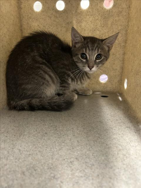 *FERN, Baby Domestic Short Hair (medium coat), cat for adoption in Bowie, Maryland