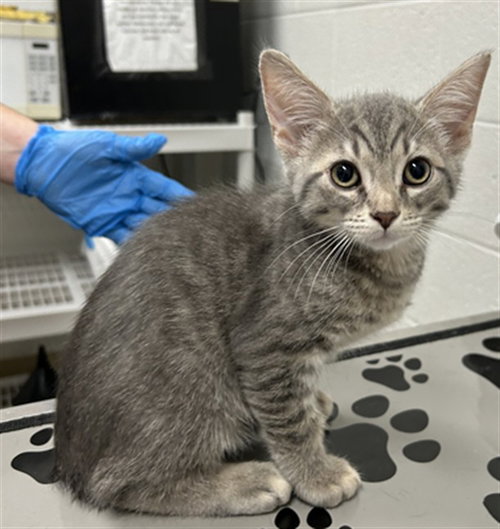 *MARS, Baby Domestic Short Hair (medium coat), cat for adoption in Bowie, Maryland
