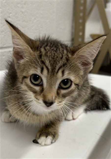 *BLOOM, Baby Domestic Short Hair (medium coat), cat for adoption in Bowie, Maryland