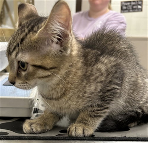*PLUTO, Baby Domestic Short Hair (medium coat), cat for adoption in Bowie, Maryland