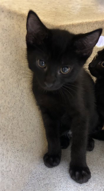 *RIVER, Baby Domestic Short Hair (medium coat), cat for adoption in Bowie, Maryland