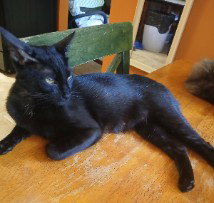 REBEQUITA, Young Domestic Short Hair (medium coat), cat for adoption in Bowie, Maryland