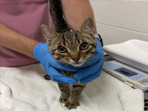 *GORGONZOLA, Young Domestic Short Hair (medium coat), cat for adoption in Bowie, Maryland