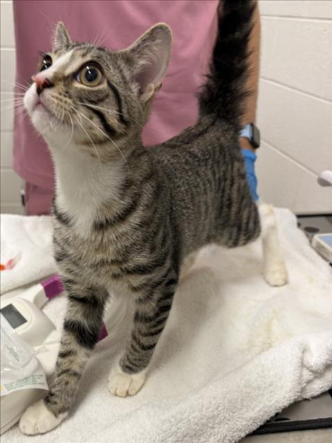 *CAMEMBERT, Young Domestic Short Hair (medium coat), cat for adoption in Bowie, Maryland