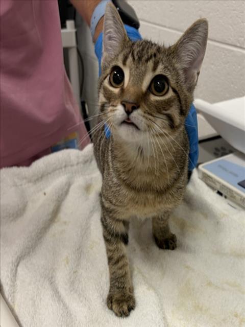 *FETA, Baby Domestic Short Hair (medium coat), cat for adoption in Bowie, Maryland