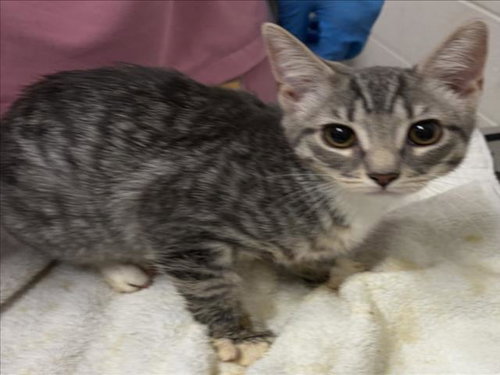 *BRIE, Baby Domestic Short Hair (medium coat), cat for adoption in Bowie, Maryland