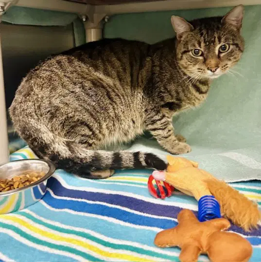 Zamboni - Domestic Short Hair