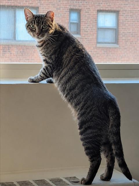 *ZAMBONI, cat