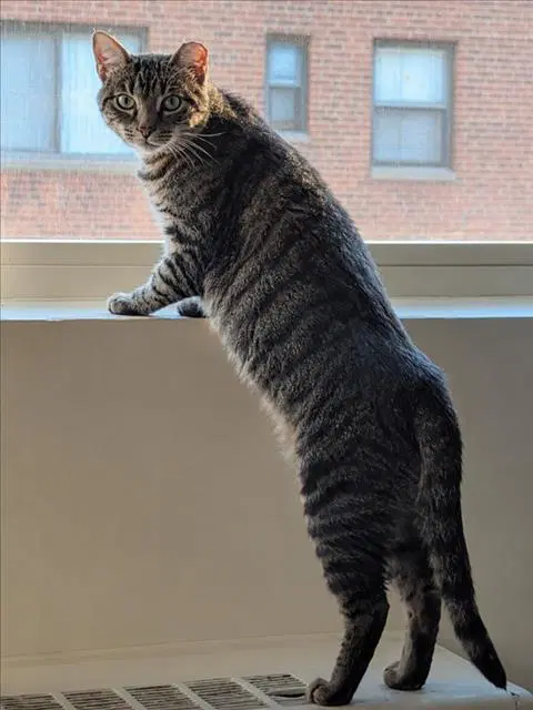 Zamboni - Domestic Short Hair