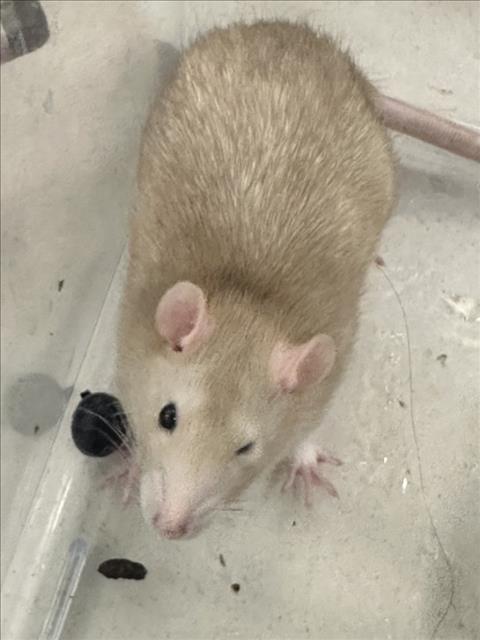 BRUTUS