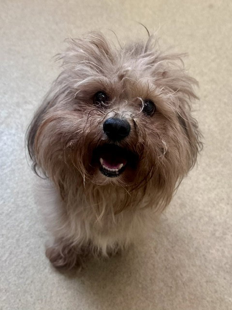 BENTLEY, an adoptable Maltese in Derwood, MD
