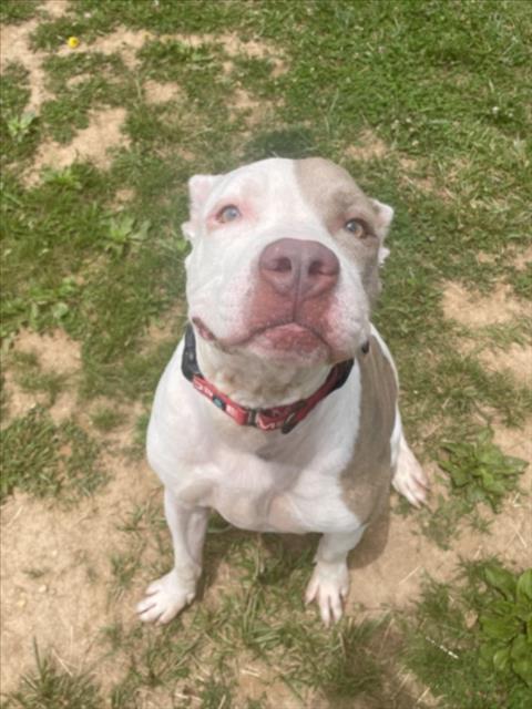 BENJI, an adoptable American Pit Bull Terrier in Derwood, MD