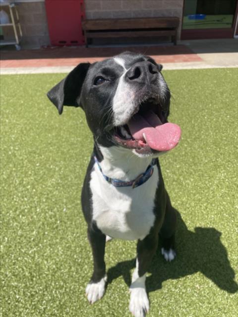 STORMI, an adoptable American Pit Bull Terrier in Derwood, MD