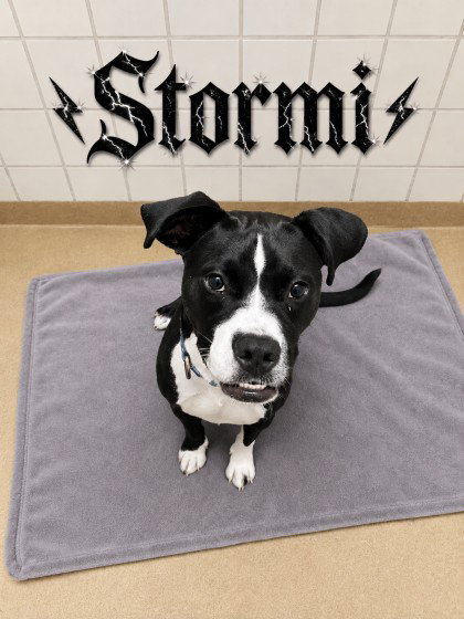 STORMI, a dog for adoption from Montgomery County Animal Services and Adoption Center