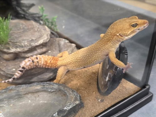 RANGO