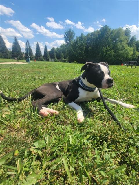 CANE, an adoptable Boxer in Derwood, MD