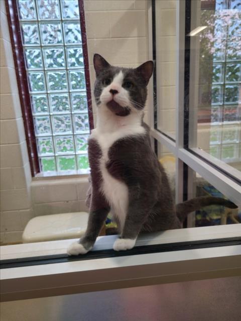 GNOCCHI, Adult Domestic Short Hair (medium coat), cat for adoption in Derwood, Maryland