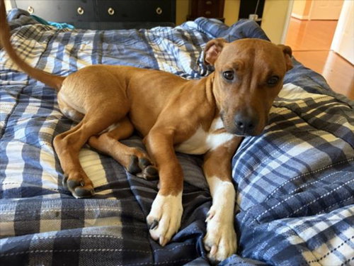 *CARAMEL, an adoptable American Pit Bull Terrier in Derwood, MD