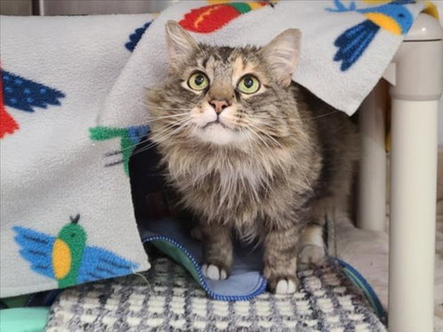 *SNAGGLEPUSS, Adult Domestic Medium Hair (medium coat), cat for adoption in Derwood, Maryland