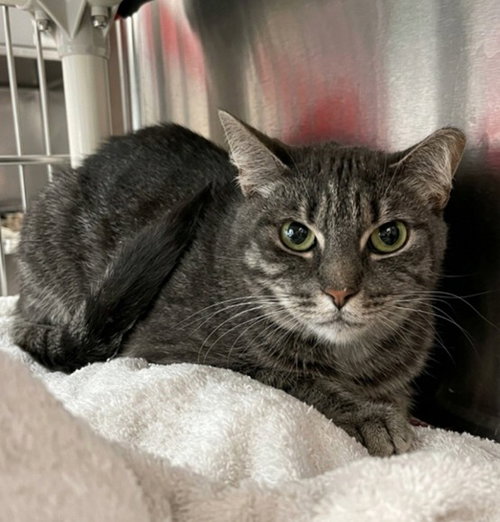 BIZ, an adoptable Domestic Short Hair in Derwood, MD
