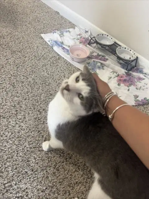 Cecilia - Domestic Short Hair