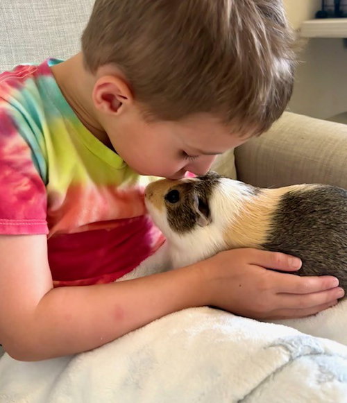 CRACKER, a guinea pig for adoption from Montgomery County Animal Services and Adoption Center