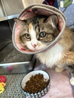 *FUZZY, an adoptable Domestic Long Hair in Derwood, MD