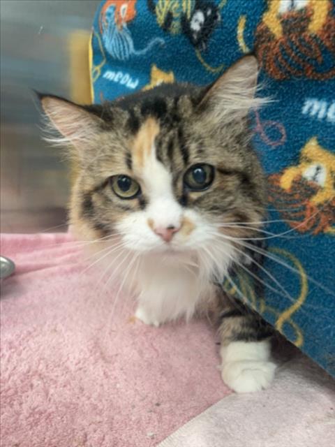 *FUZZY, an adoptable Domestic Long Hair in Derwood, MD